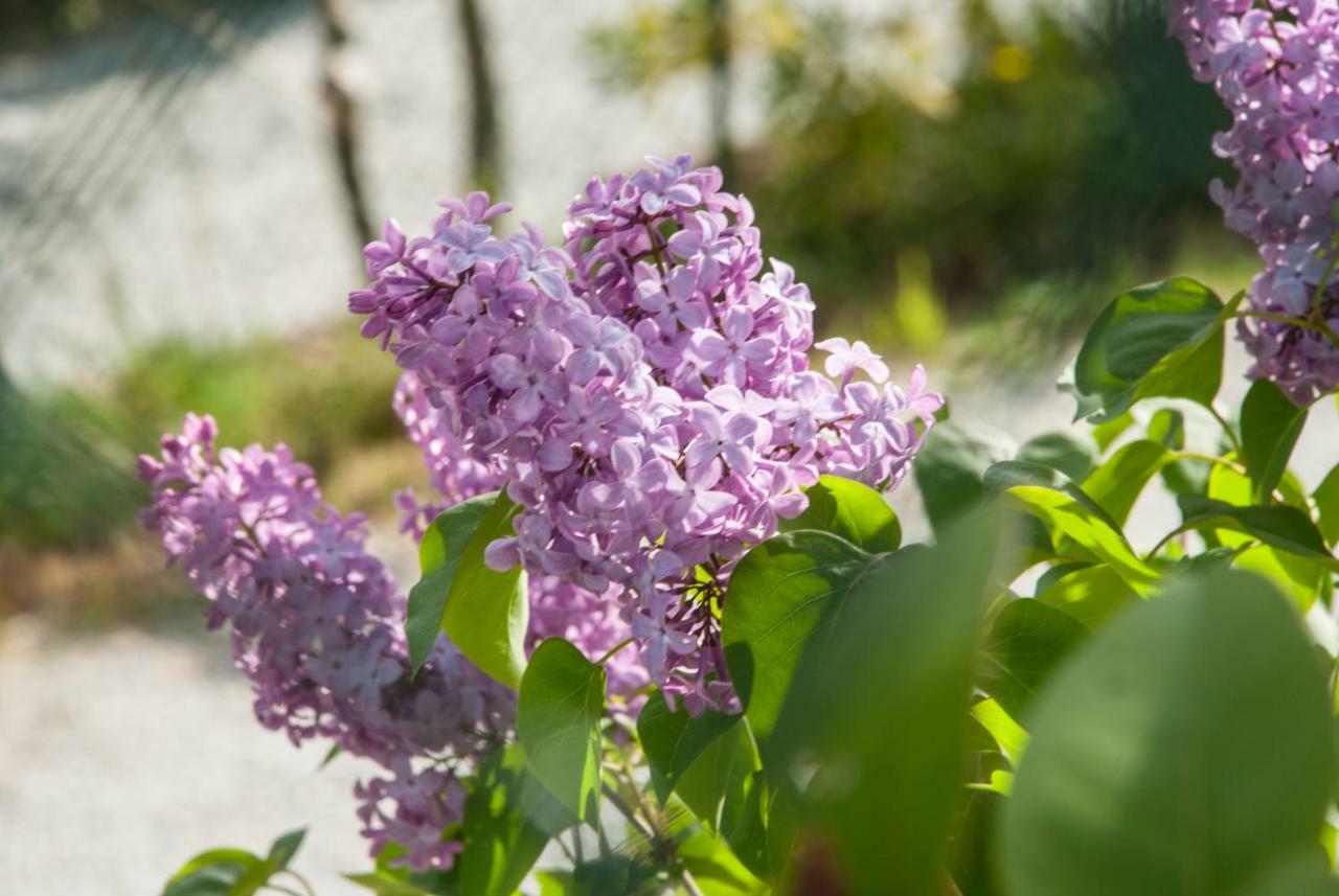 Bed and Breakfast Calmancino Delle Selve Urbino Exterior foto